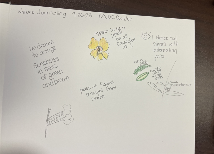 Nature Journaling observations outside